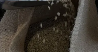 Montista Montista
