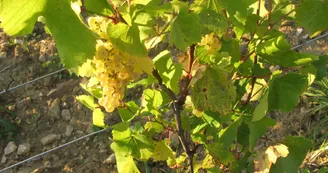 vernantois 041
