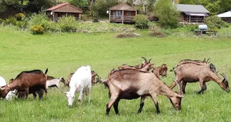 chèvres au pré