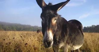 Yourtes de la Ferme des Anes de Vassivière_13 Yourtes de la Ferme des Anes de Vassivière_13