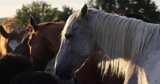 Troupeau de chevaux