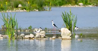 Avocette élégante et échasse blanche du Marais de Tasdon