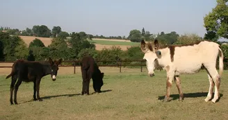 Equus Asinus