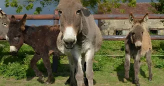Equus Asinus