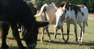 Equus Asinus