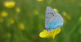 Azuré des cytises3