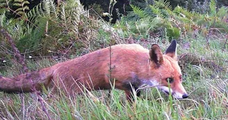 Renard-6