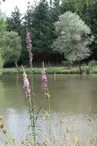 peche-etang-foucaudiere-saint-laurent-des-autels