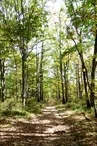 FORET CHOEURS BOMMIERS 1