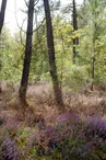 Tourbiere des landes