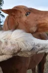 Cheval - photo non contractuelle
